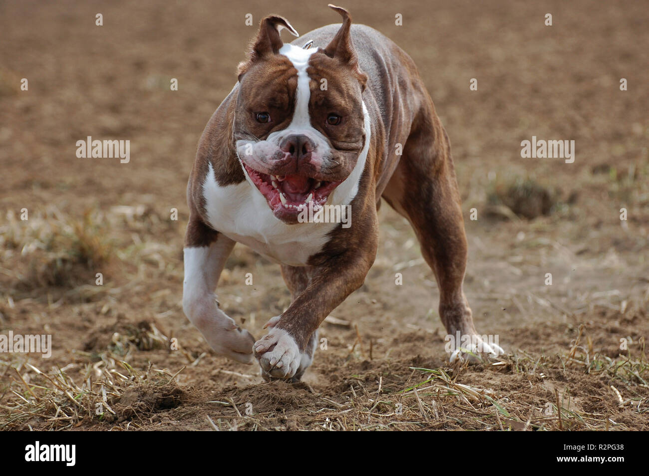 Rennende englische Bulldogge Stockfoto
