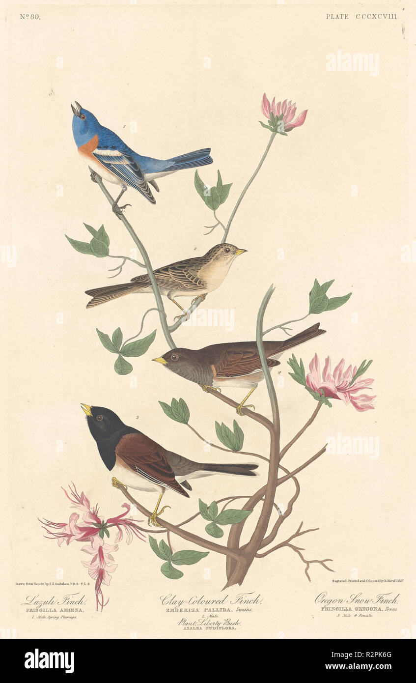 Lazuli Finch, Ton-farbigen Finch und Oregon Schneefink. Stand: 1837. Medium: Handcolorierte Radierung und Aquatinta auf Whatman Papier. Museum: Nationalgalerie, Washington DC. Autor: Robert Havell nach John James Audubon. AUDUBON, John James. Stockfoto