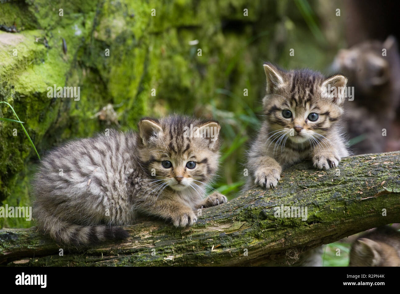 Zwei Wildkatzen Jungen am Zweig Stockfoto