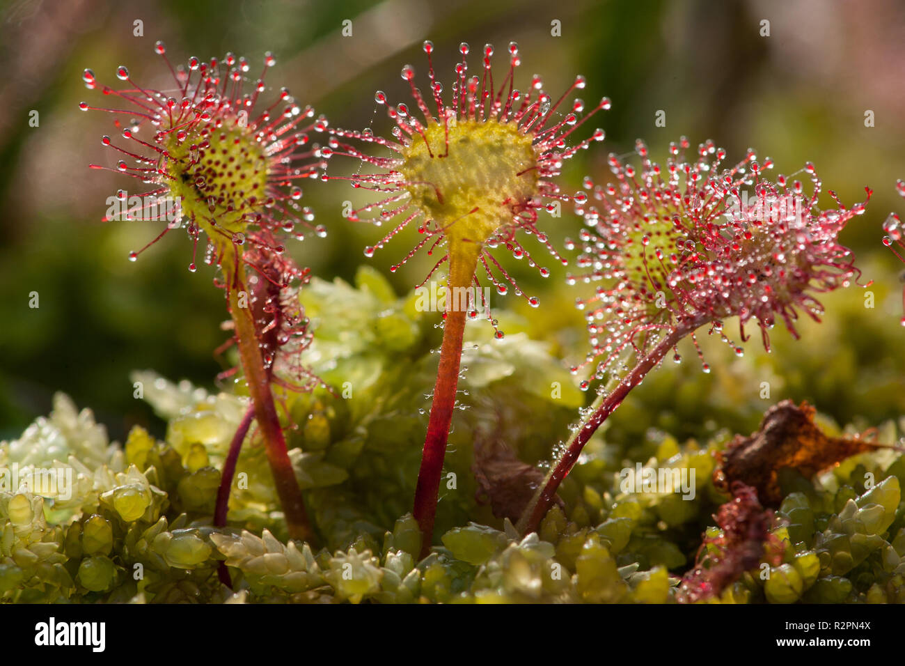 Runde-leaved Sonnentau, Drosera rotundifolia Stockfoto