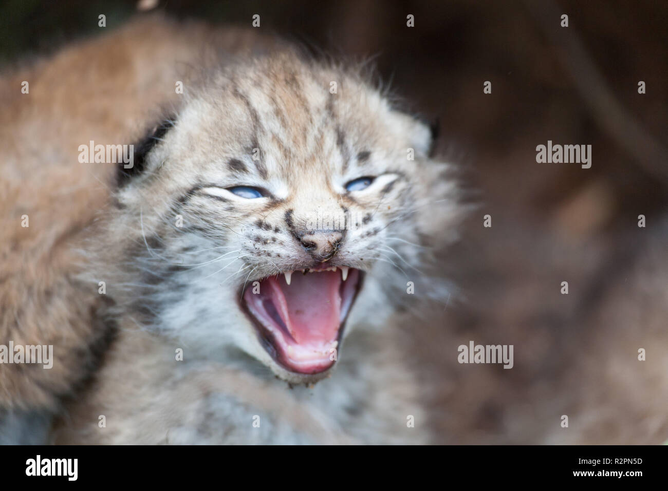 Lynx, Cub zischt Stockfoto