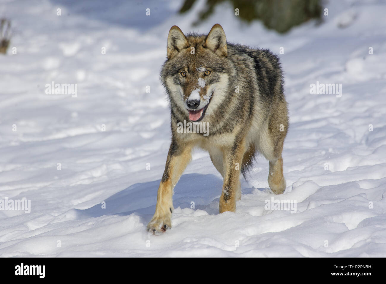 Wolf ist Wandern im Schnee Stockfoto