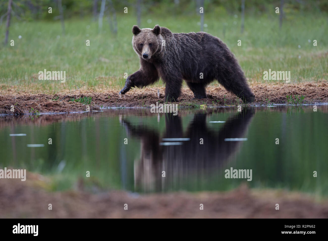 Braunbär, Usus arctos mit Spiegelbild im Wasser Stockfoto