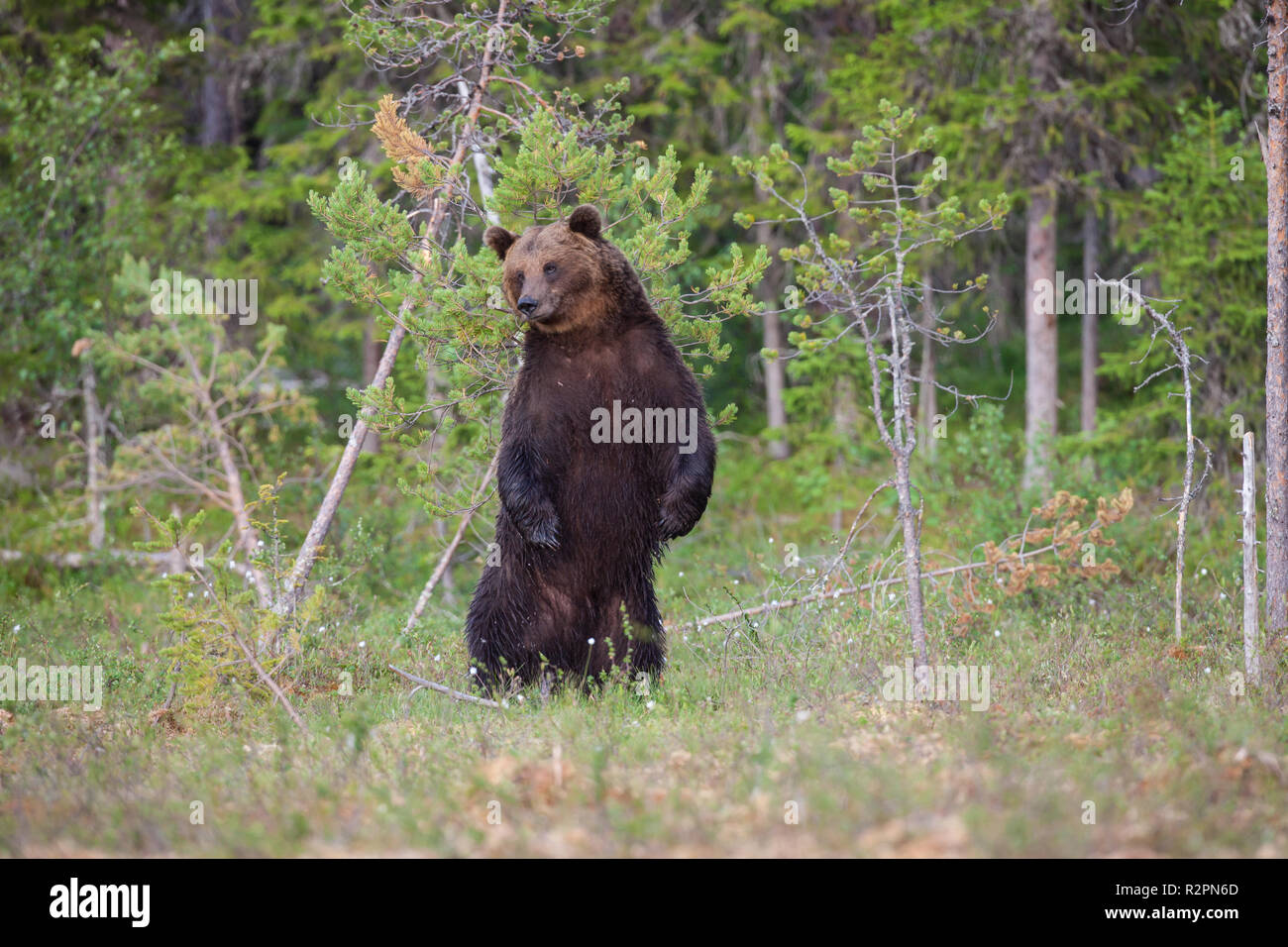 Brauner Bär, Ursus arctos Stockfoto