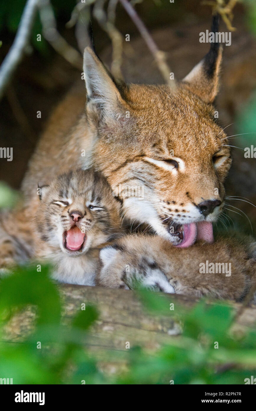 Lynx Mutter mit Jungtieren Stockfoto