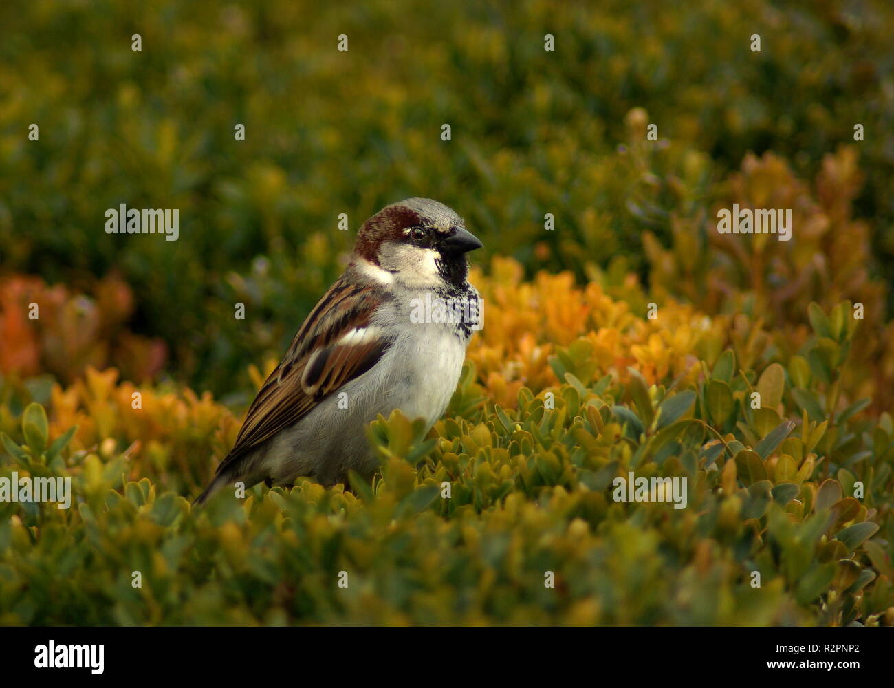 was schaust du? Stockfoto