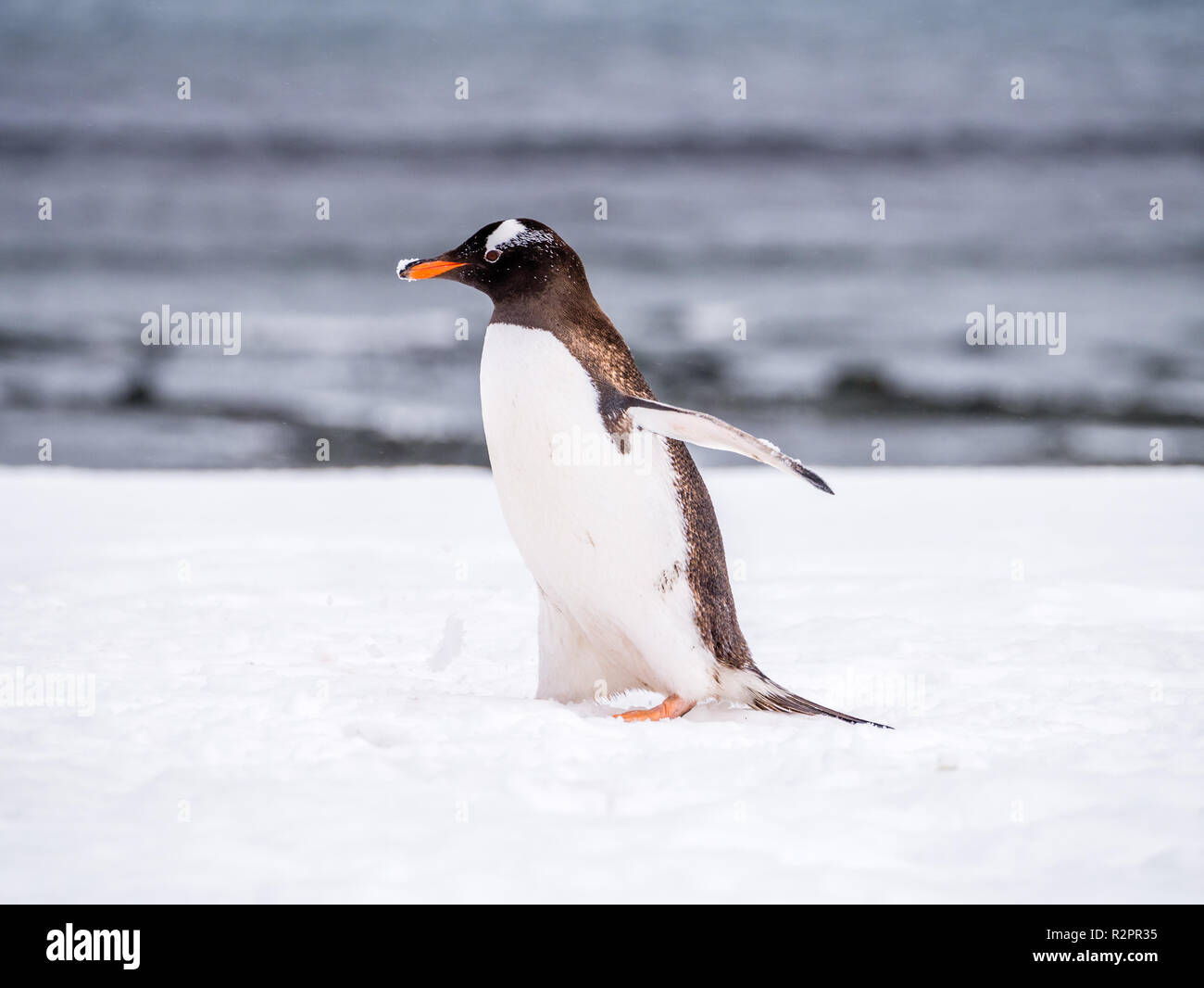 Portrait von Gentoo Pinguin, Pygoscelis papua, Wandern im Schnee, Mikkelsen Hafen, Trinity Island, an der Westküste der Antarktischen Halbinsel, Antarktis Stockfoto