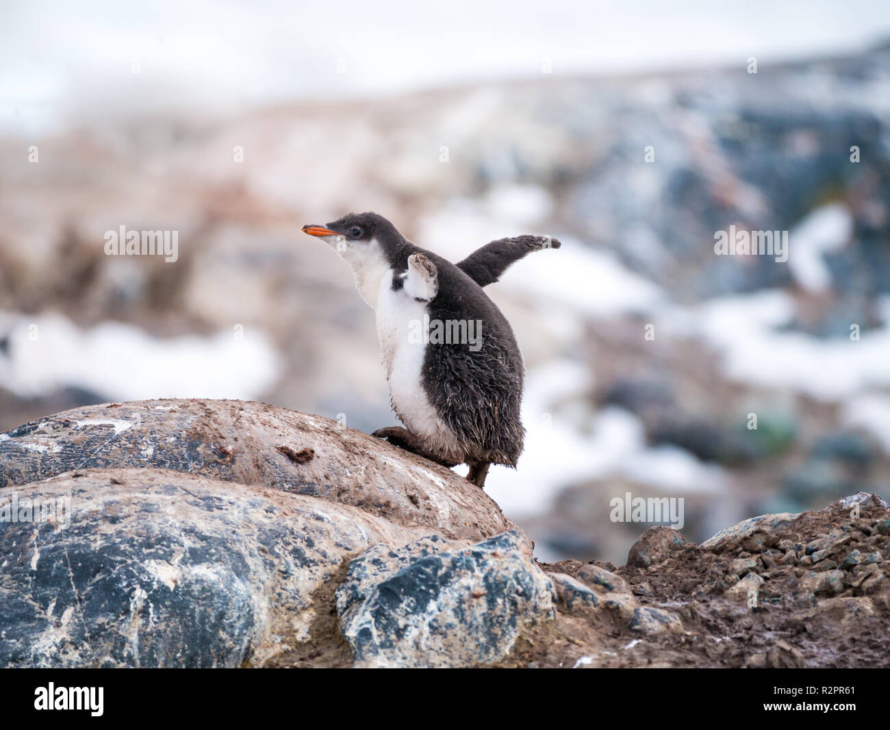 Gentoo Pinguin, Pygoscelis papua, chick Klettern ein Rock, Mikkelsen Hafen auf Trinity Island, an der Westküste der Antarktischen Halbinsel, Antarktis Stockfoto