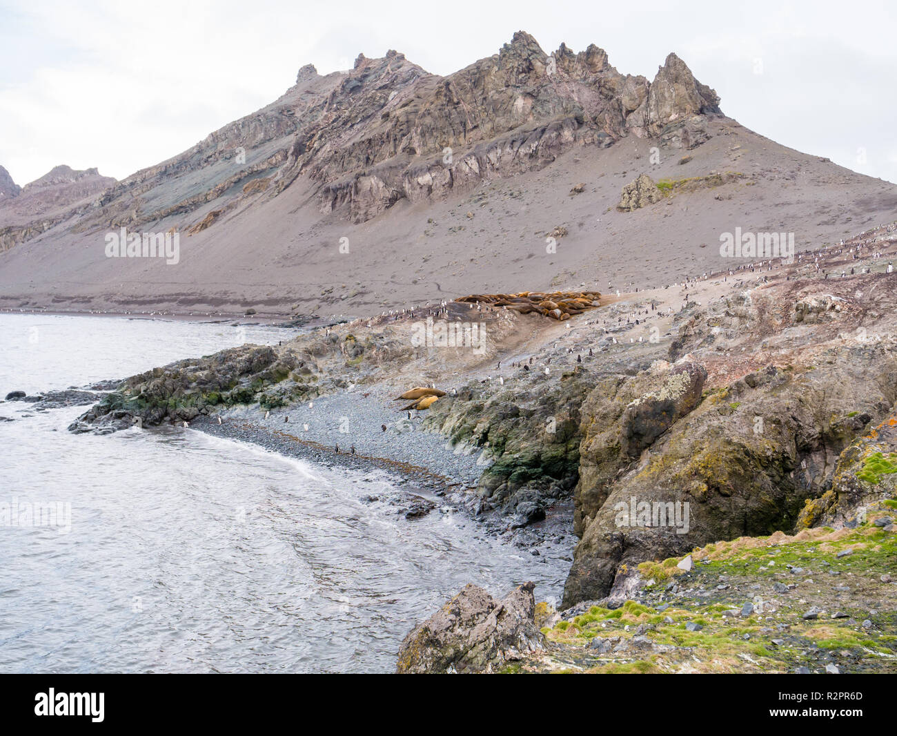 Kolonie der Südlichen Seeelefanten und Gentoo Penguins an Hannah Point, Livingston Island, South Shetland Inseln, Antarktis Stockfoto