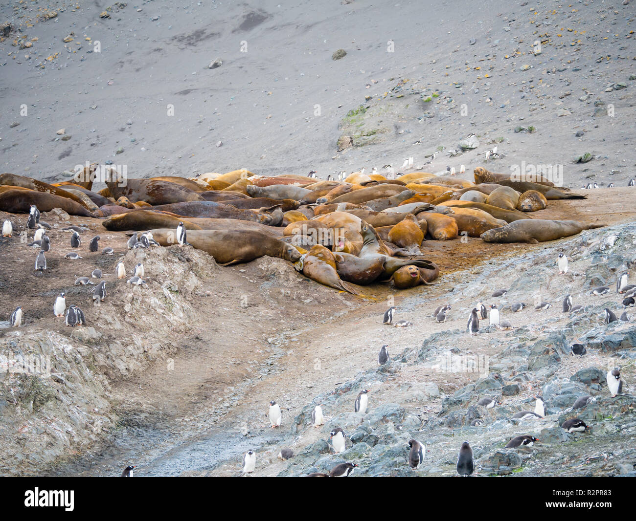 Kolonie der Südlichen Seeelefanten und Gentoo Penguins an Hannah Point, Livingston Island, South Shetland Inseln, Antarktis Stockfoto