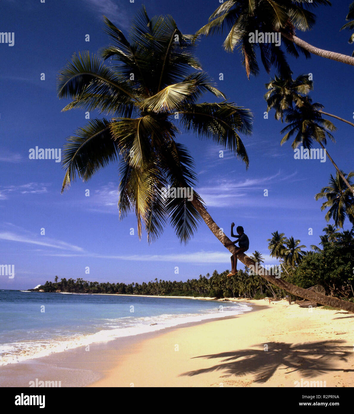 Palm beach Stockfoto
