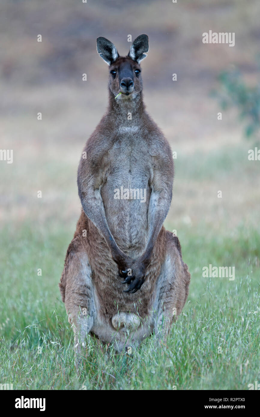 Männliche Western grey Kangaroo stehend auf dem Rücken Beine freuen Avon Valley western Australia Stockfoto
