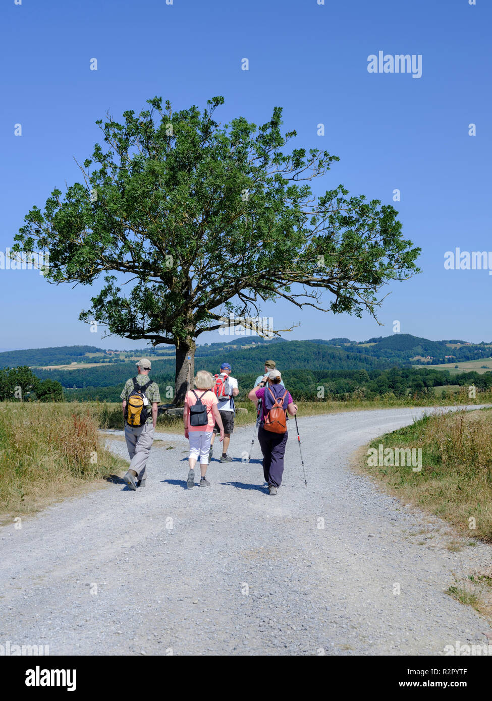 Europa, Deutschland, Hessen, Poppenhausen, Esche baum an eine Weggabelung, Gruppe der Wanderer Stockfoto