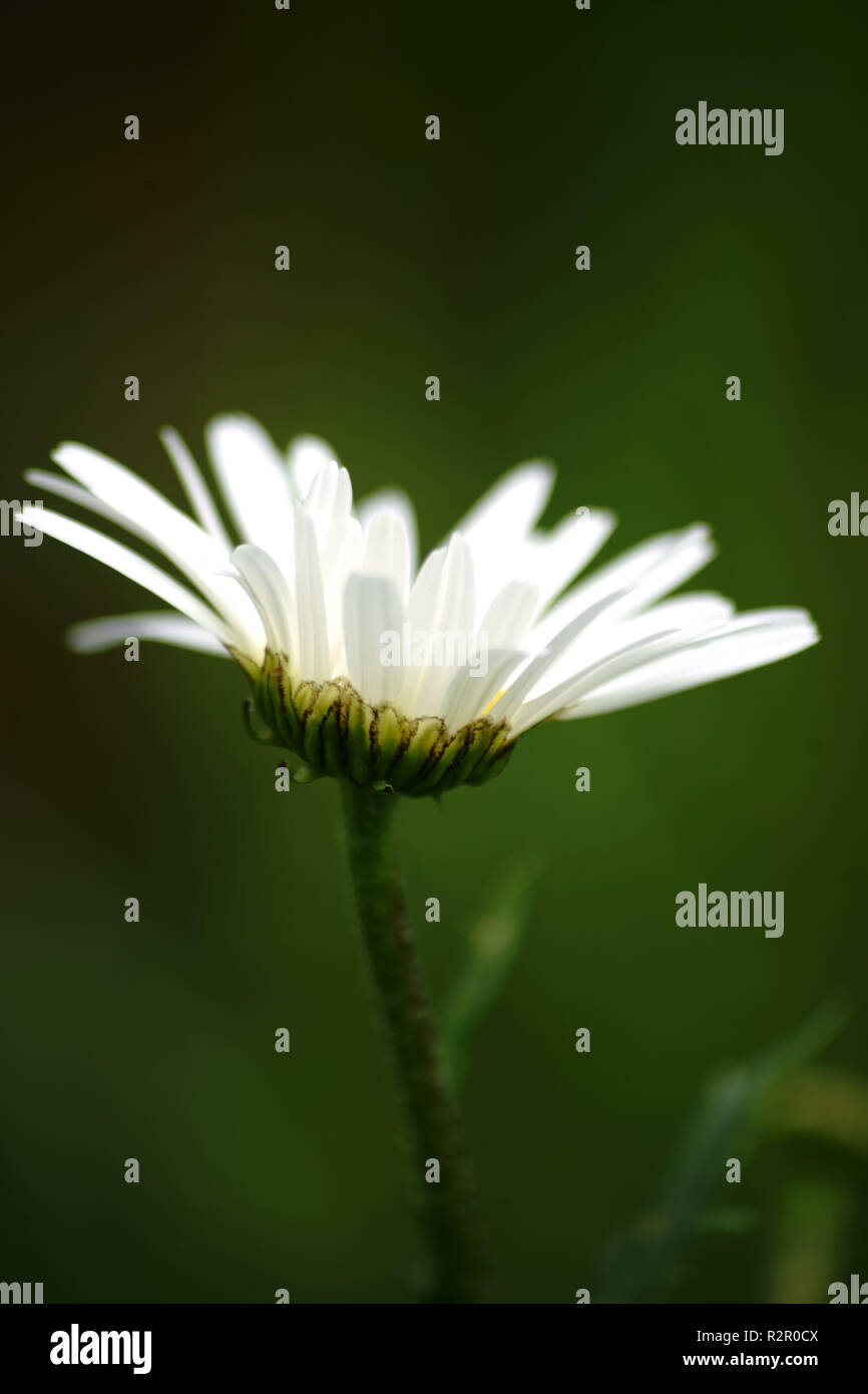 Weiß Blume eines Daisy, Nahaufnahme, Seite, Ansicht Stockfoto