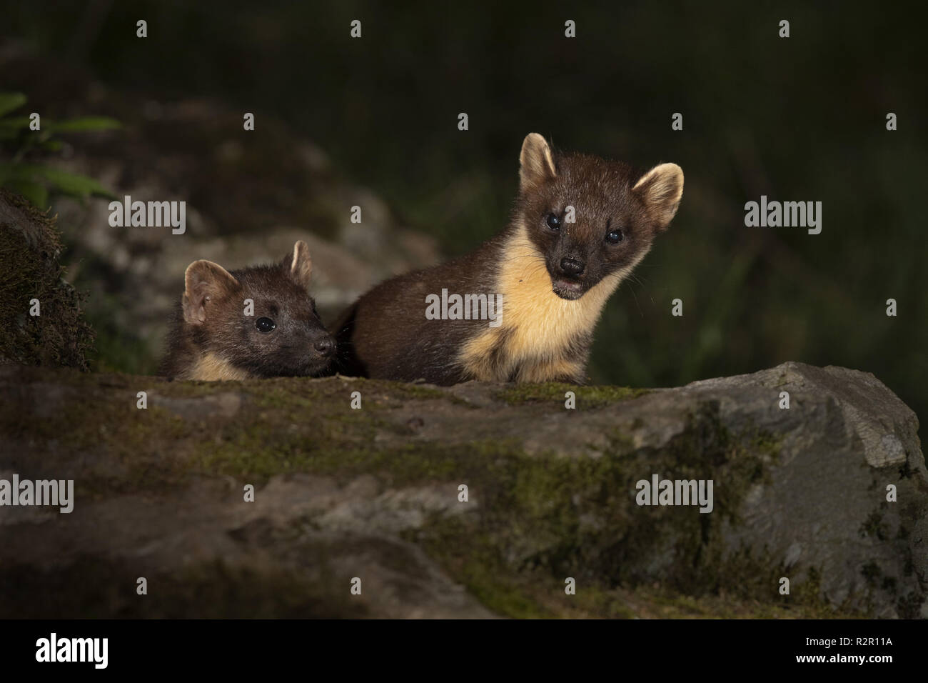 Baummarder in dunklen mit Flash Stockfoto