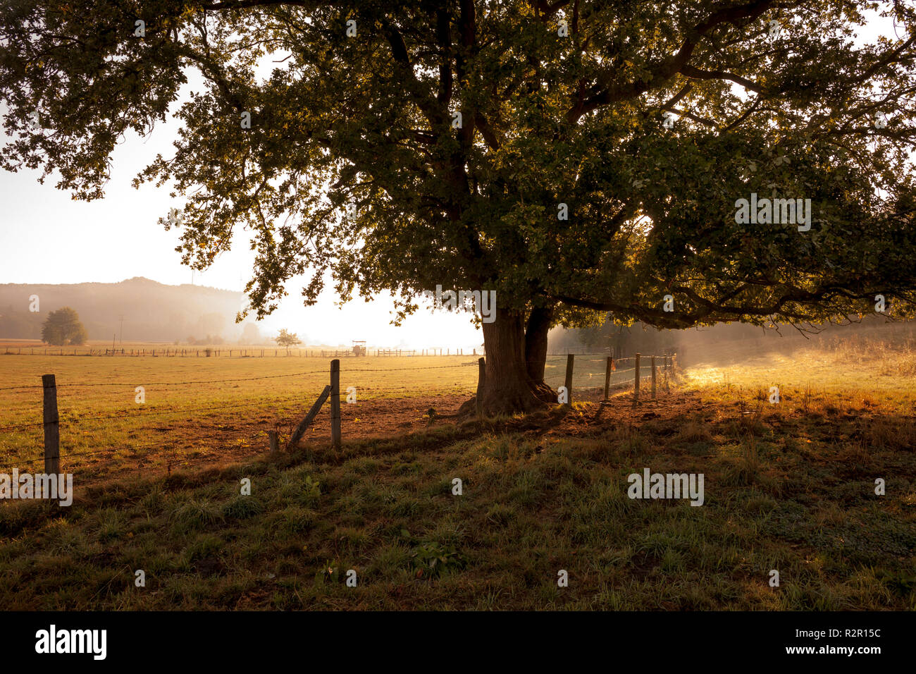 Weide in der Möhne tal, Belecke, Sauerland, Arnsberger Wald, Deutschland, Stockfoto