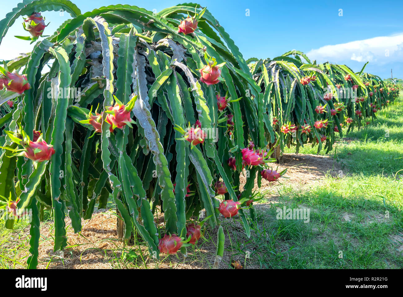 elefantenfuß besprühen Elefantenfuß - Beaucarnea recurvata main image 1