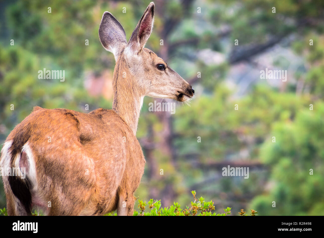 Nahaufnahme des jungen Schwarzen-tailed deer, Yosemite National Park, Kalifornien Stockfoto