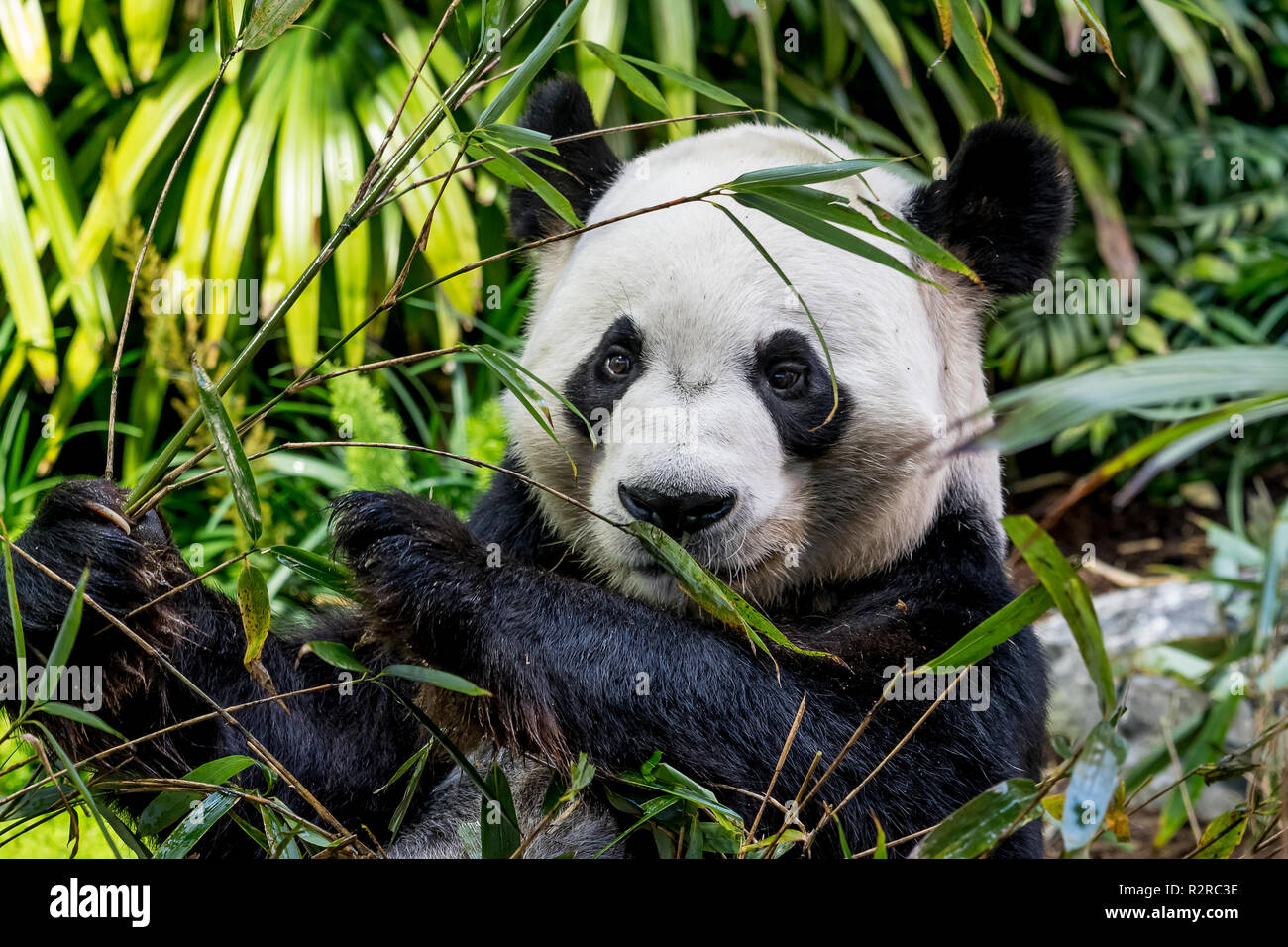 Ein Mann großen Panda munches auf Bambus zum Zoo von Calgary in Kanada Stockfoto