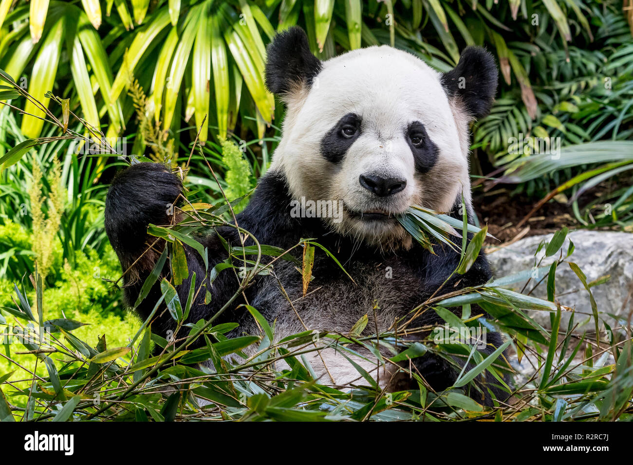 Ein Mann großen Panda munches auf Bambus zum Zoo von Calgary in Kanada Stockfoto