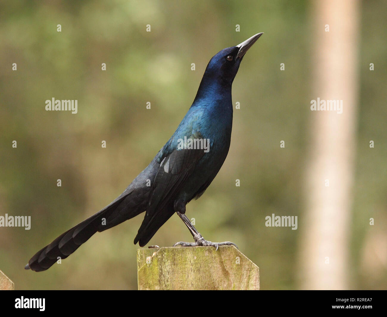 Boot Tail Boom Stockfoto