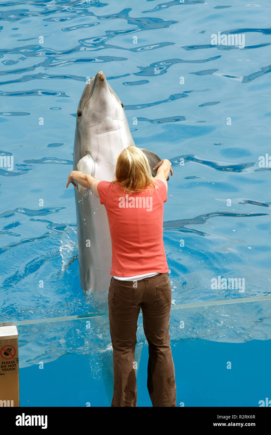 SAN DIEGO, Kalifornien, USA - Juni 3, 2009: Es gibt eine Darstellung. Delphin Show. Die Delphine, die aus dem Wasser gesprungen ist. Sea World Stockfoto