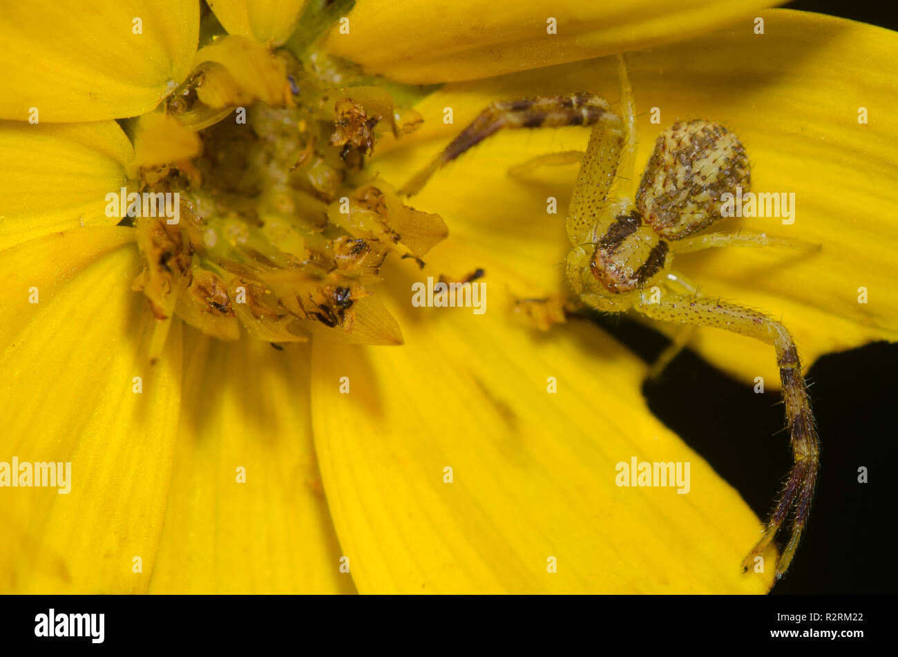 Crab Spider, Mecaphesa sp., auf gelben composite Blume Stockfoto