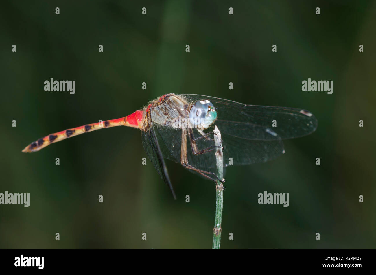 Blau-gegenübergestellten Meadowhawk, Sympetrum ambiguum Stockfoto