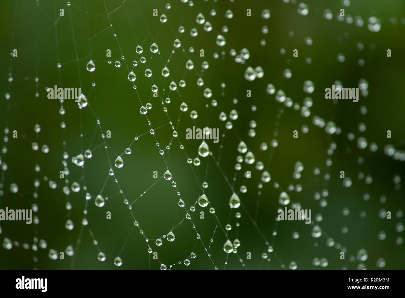 Wassertropfen auf die spinnweben Stockfoto