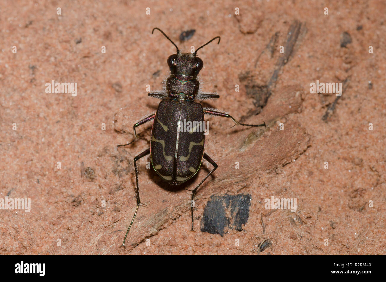 Oblique gesäumten Tiger Beetle, Cicindela tranquebarica Stockfoto