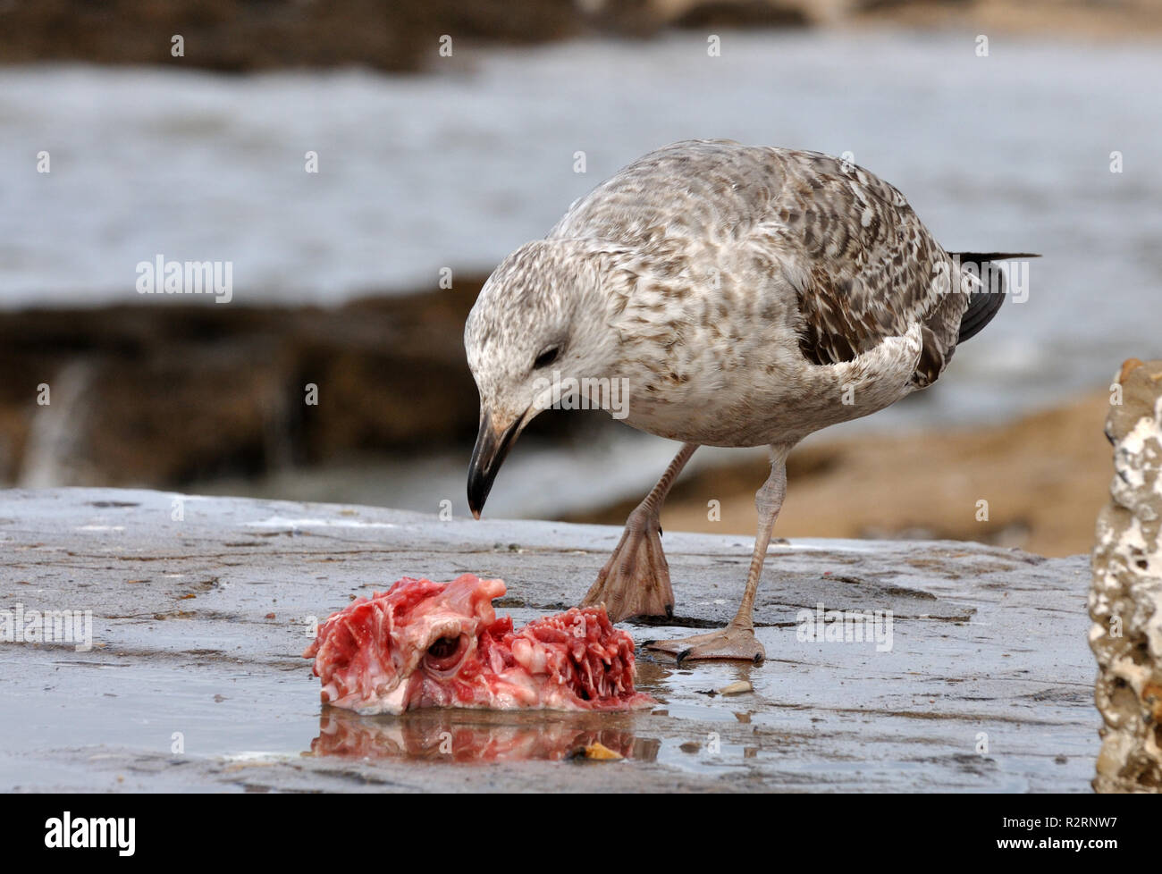 Möwe frisst Fisch, Essaouira Marokko Stockfoto