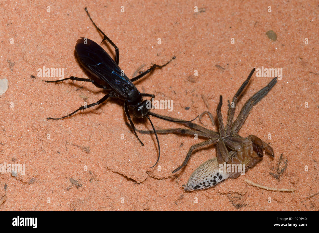 Spider Wasp, Anoplius Fuchsjagd, Weibchen mit gelähmt Gepunktete Wolf Spider, Rabidosa punctulata, vorletzten männlichen Stockfoto