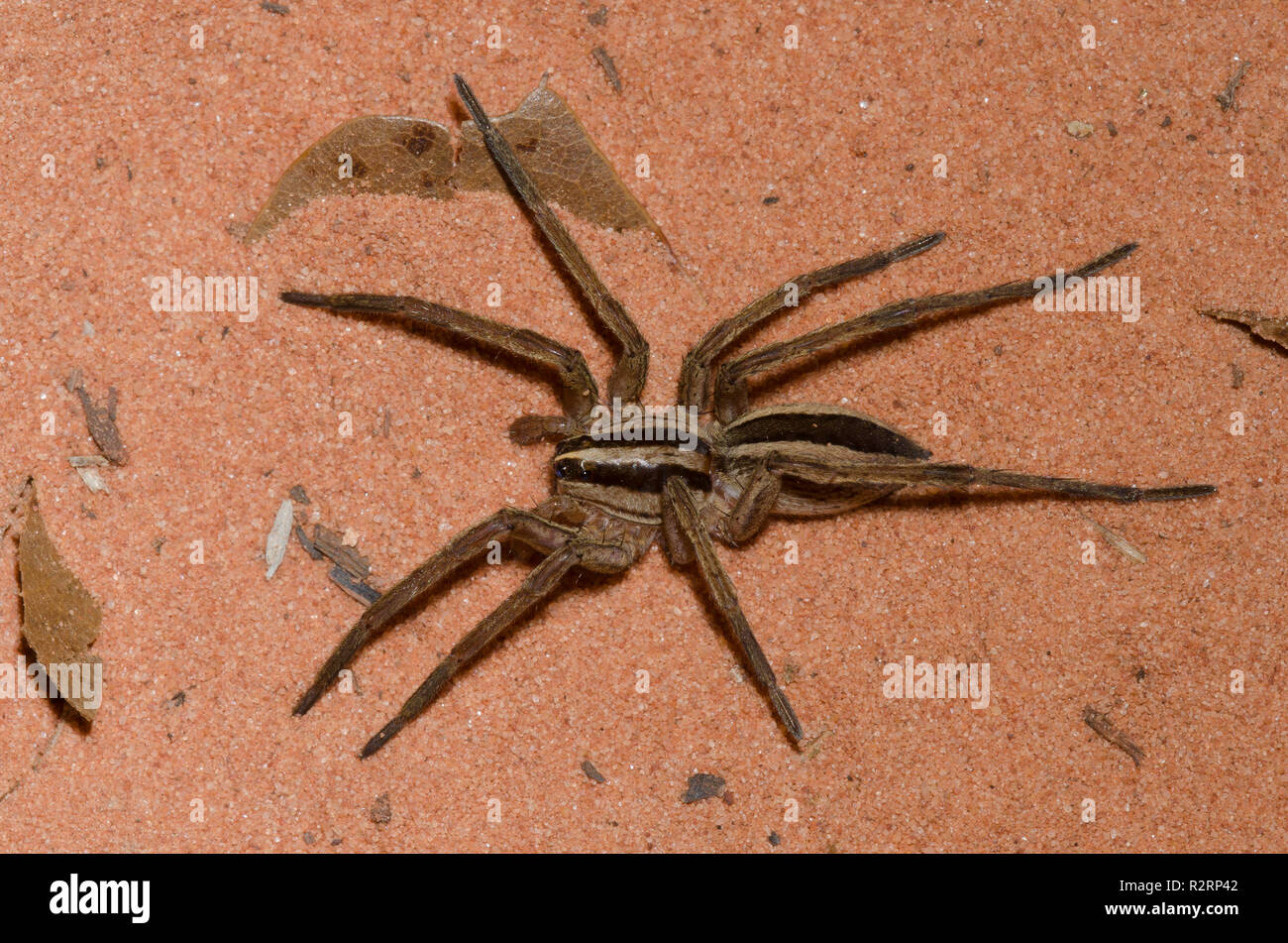 Gepunktete Wolf Spider, Rabidosa punctulata, vorletzten männlichen von Spider Wasp gelähmt Stockfoto