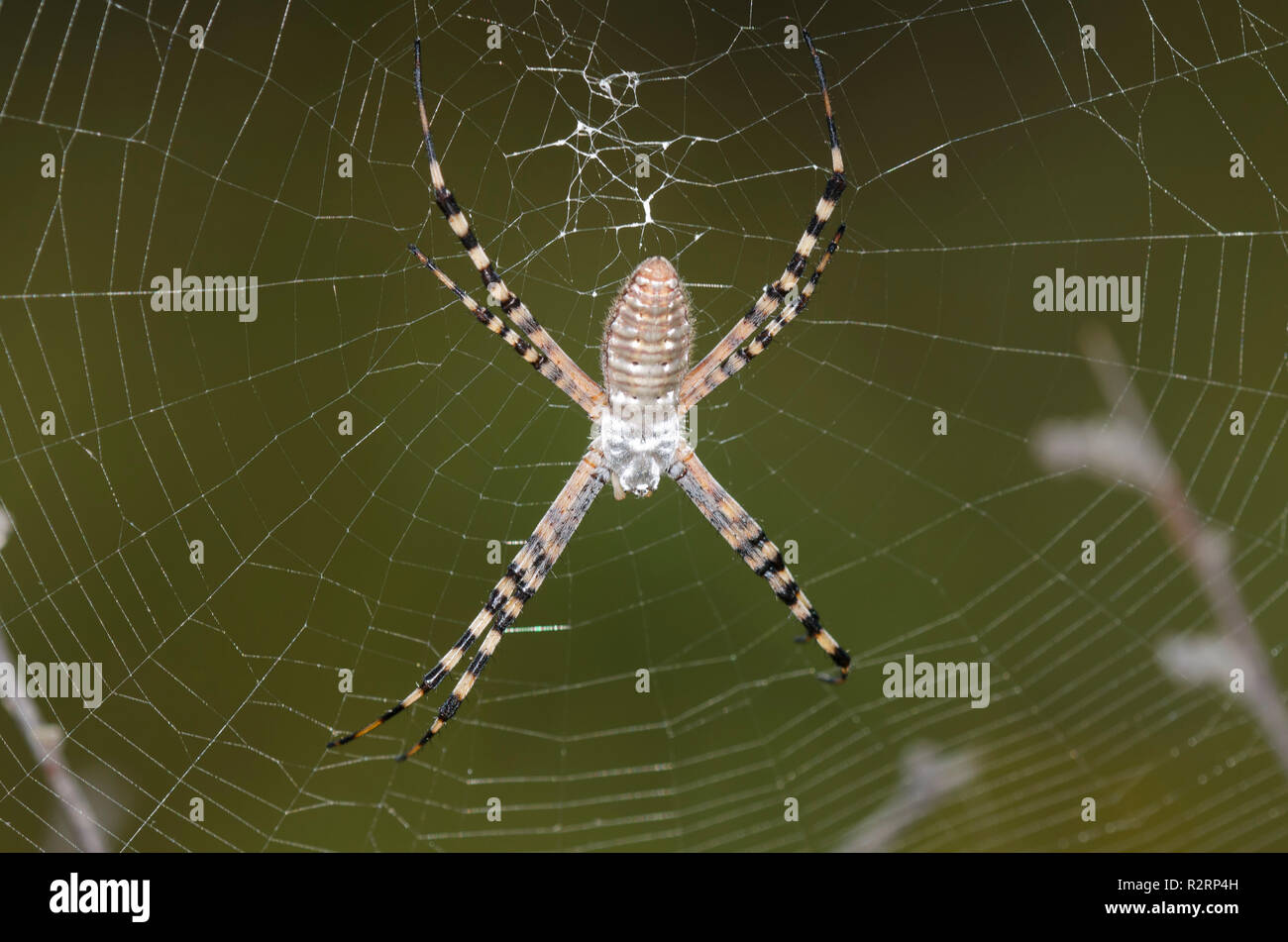 Gebänderte Argiope, Argiope trifasciata Stockfoto