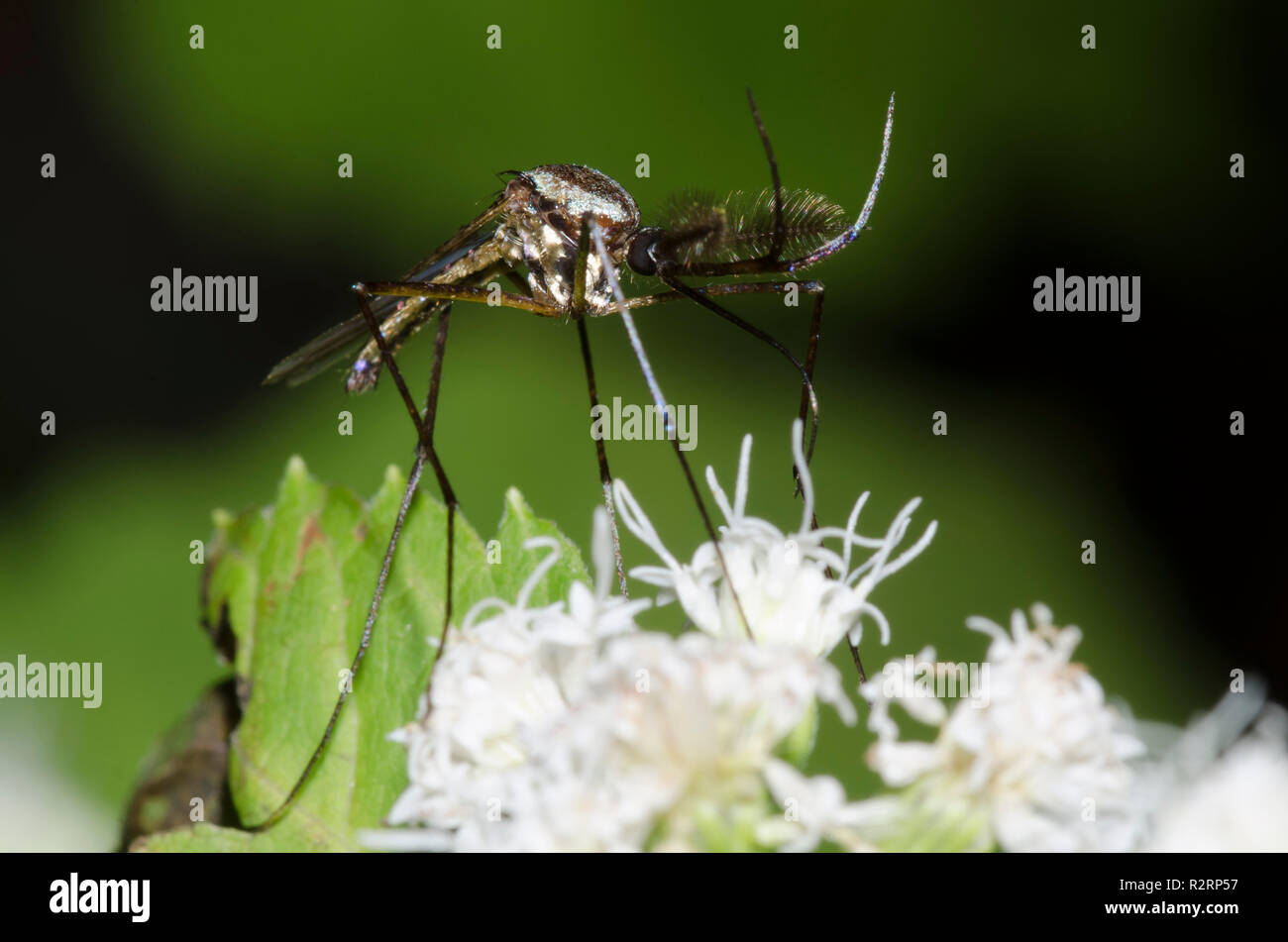 Elefant Mücke, Toxorhynchites rutilus, männliche sammeln Nektar aus weißen Snakeroot, Ageratina altissima Stockfoto