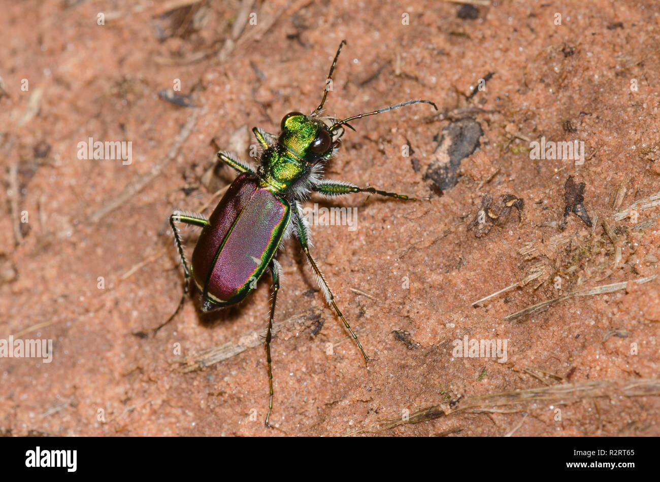 Splendid Tiger Beetle, Cicindela Splendida Stockfoto