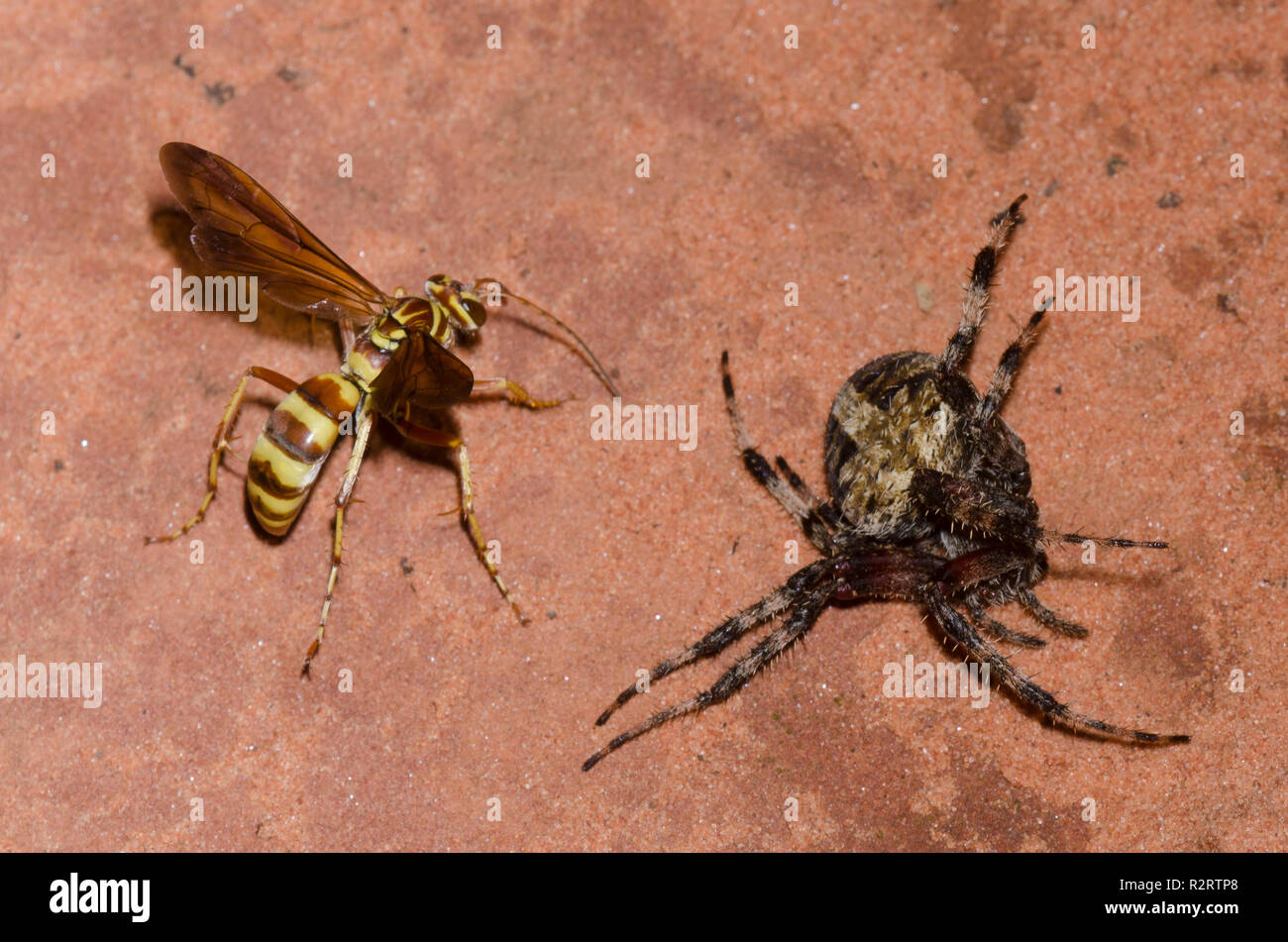 Spider Wasp, Poecilopompilus interruptus, Weibchen mit Orb Weaver, Neoscona crucifera, Erwachsene weibliche Opfer gelähmt beschmutzt Stockfoto