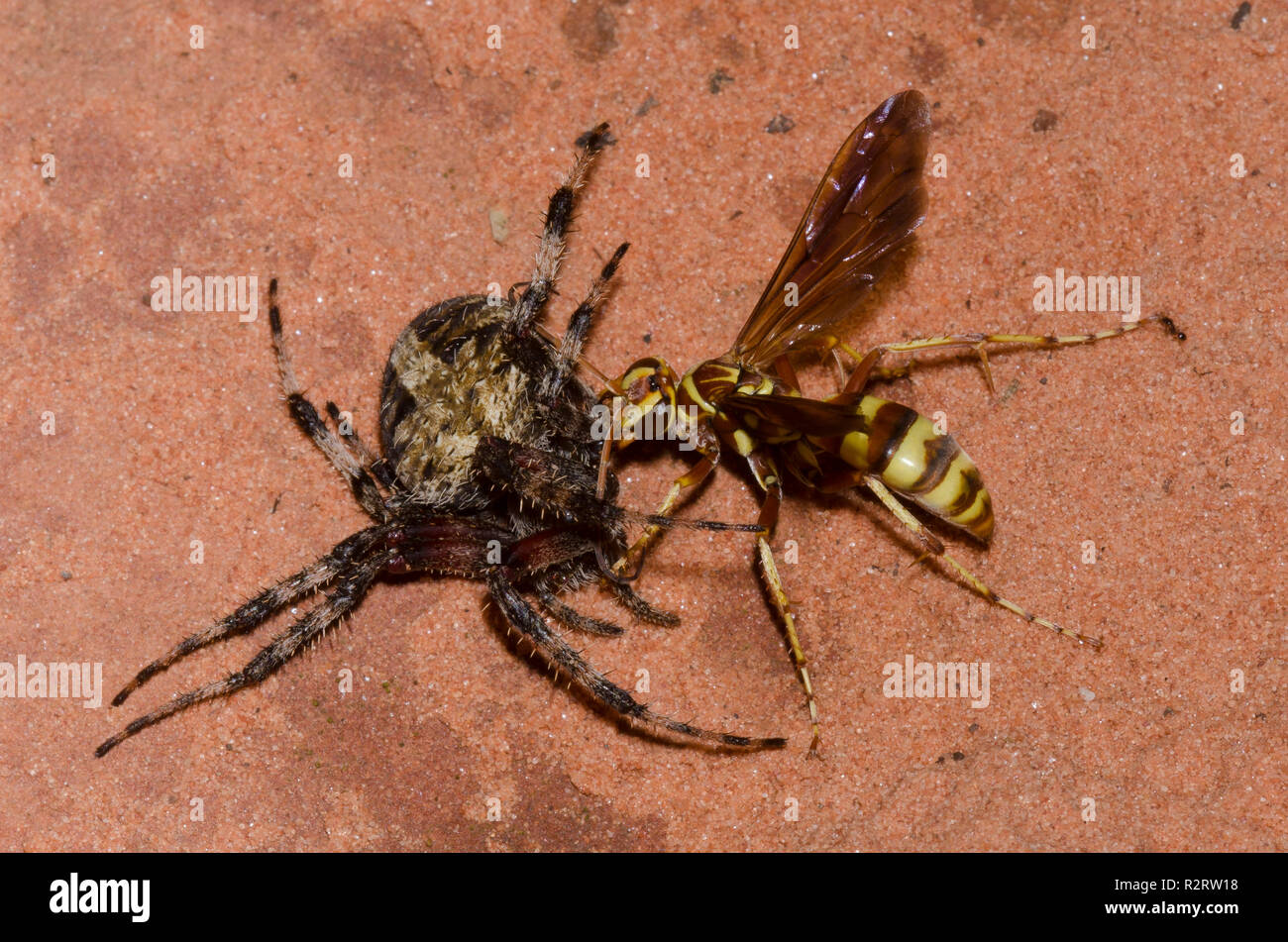 Spider Wasp, Poecilopompilus interruptus, weiblichen gelähmt ziehen beschmutzt Orb Weaver, Neoscona crucifera, erwachsene Frau Beute Stockfoto