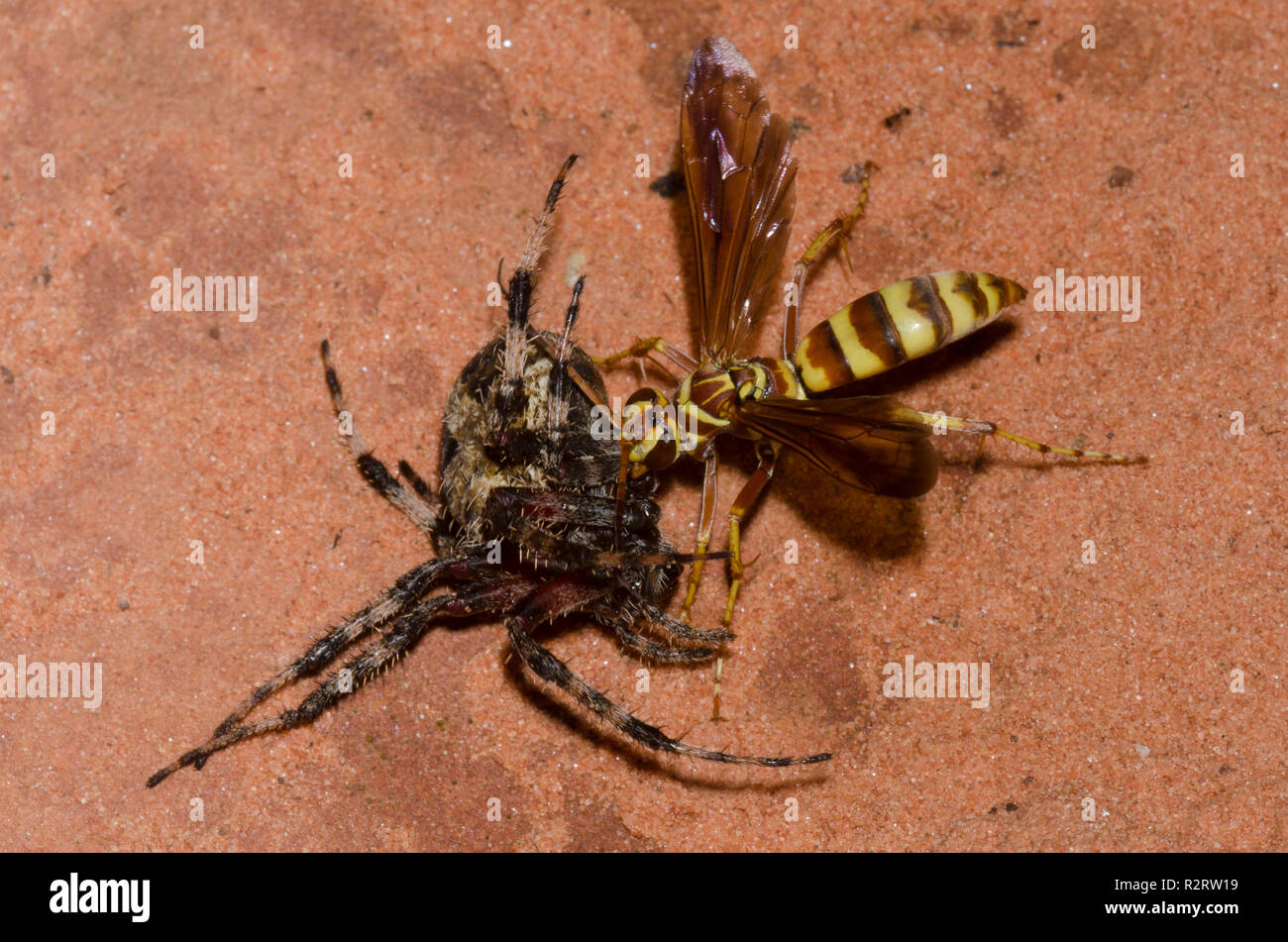 Spider Wasp, Poecilopompilus interruptus, weiblichen gelähmt ziehen beschmutzt Orb Weaver, Neoscona crucifera, erwachsene Frau Beute Stockfoto
