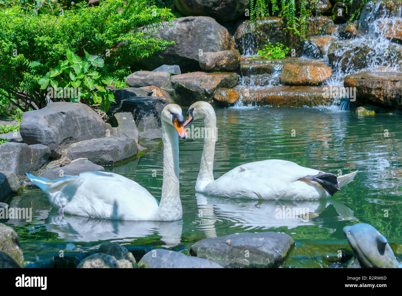Weißer Schwan im Wildlife Sanctuary. Sie sind eine Gattung aus der Familie der Ente mit einer Länge von 125 bis 170 cm Stockfoto