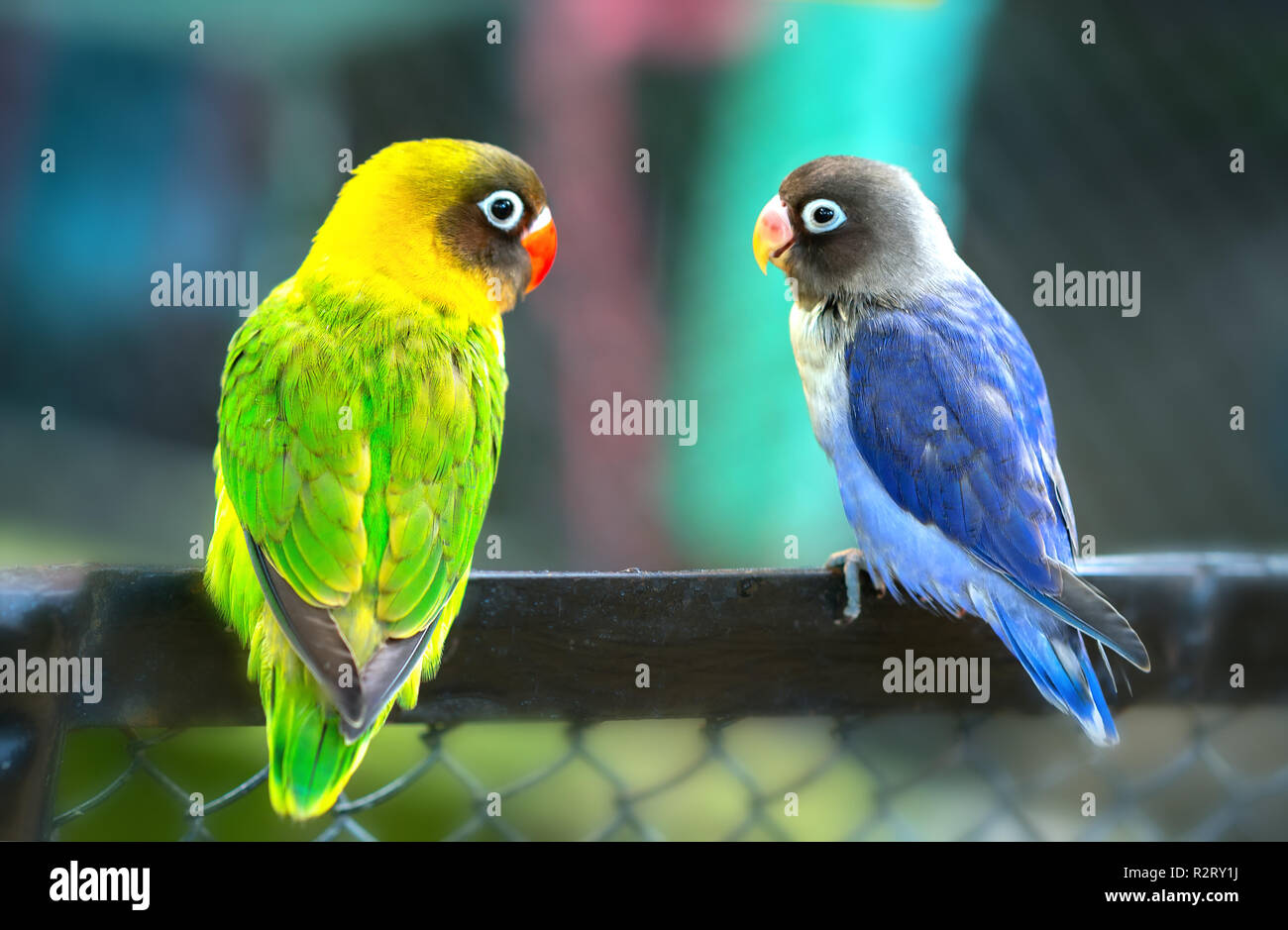 Lovebird Papageien zusammen zu sitzen. Diese Vögel leben im Wald und ist mit Haustieren domestiziert Stockfoto