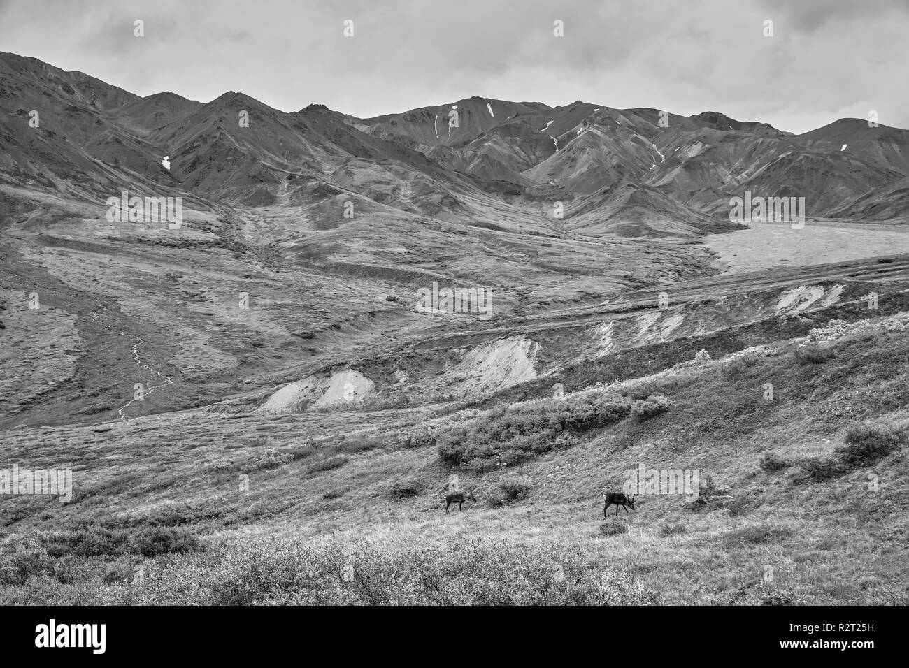 Karibus im Denali National Park Alaska Stockfoto