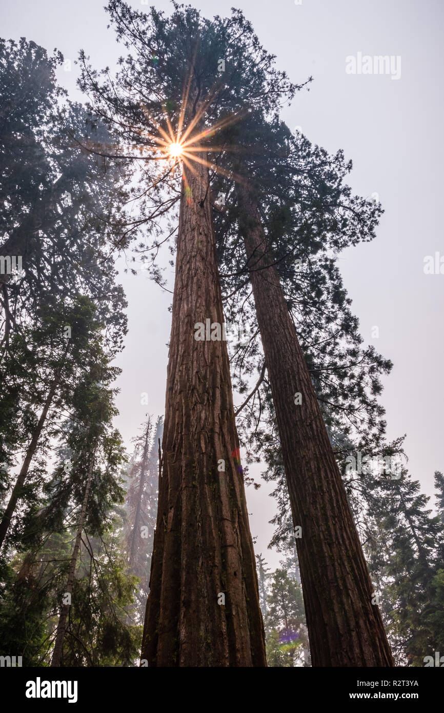 Gigantischen Sequoia Bäumen in Mariposa Grove, Yosemite Nationalpark, Kalifornien; Rauch aus Ferguson Brand in der Luft sichtbar; Stockfoto