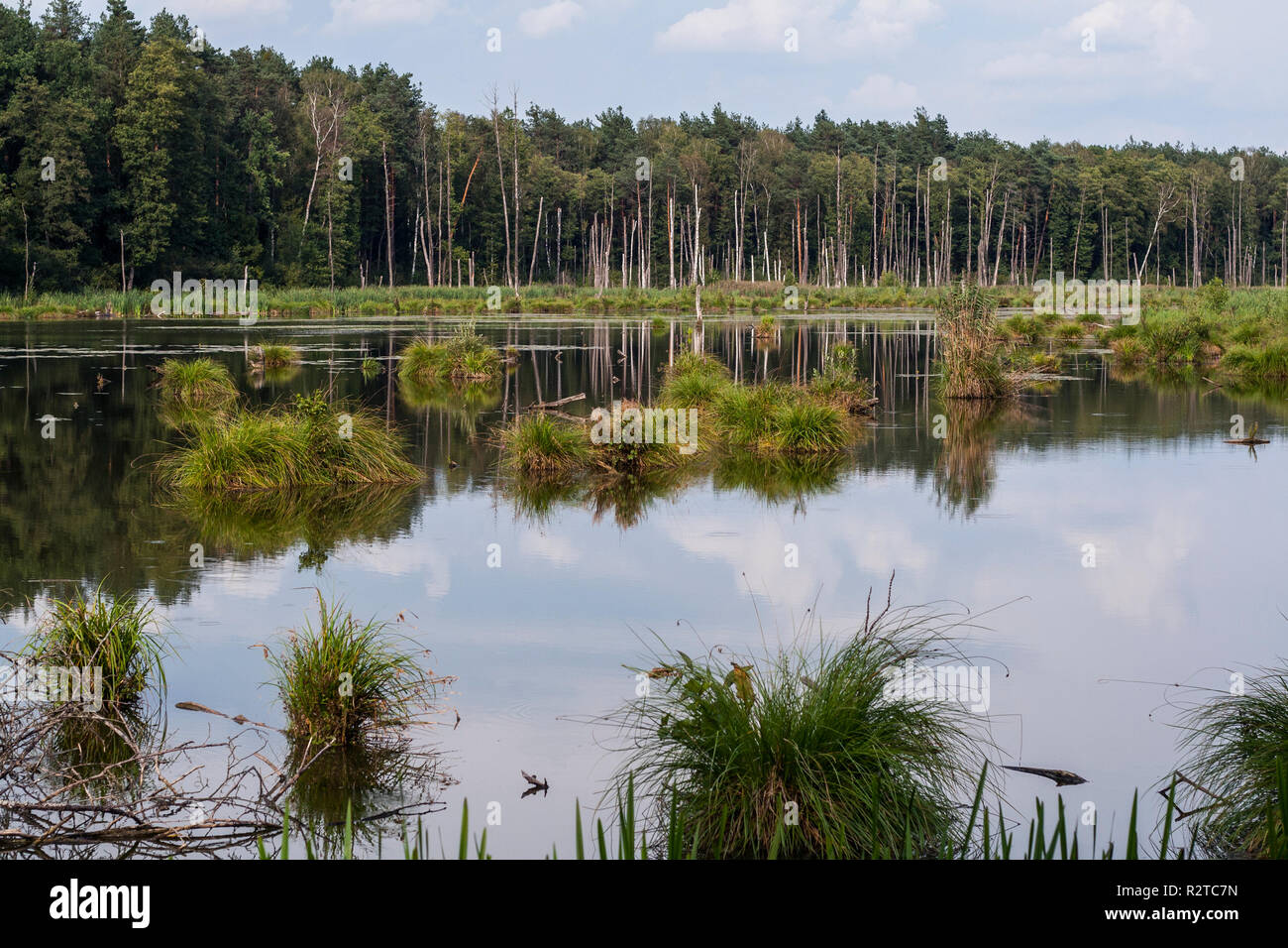 Rückstau verschlang riesige Teil des Waldes Stockfoto