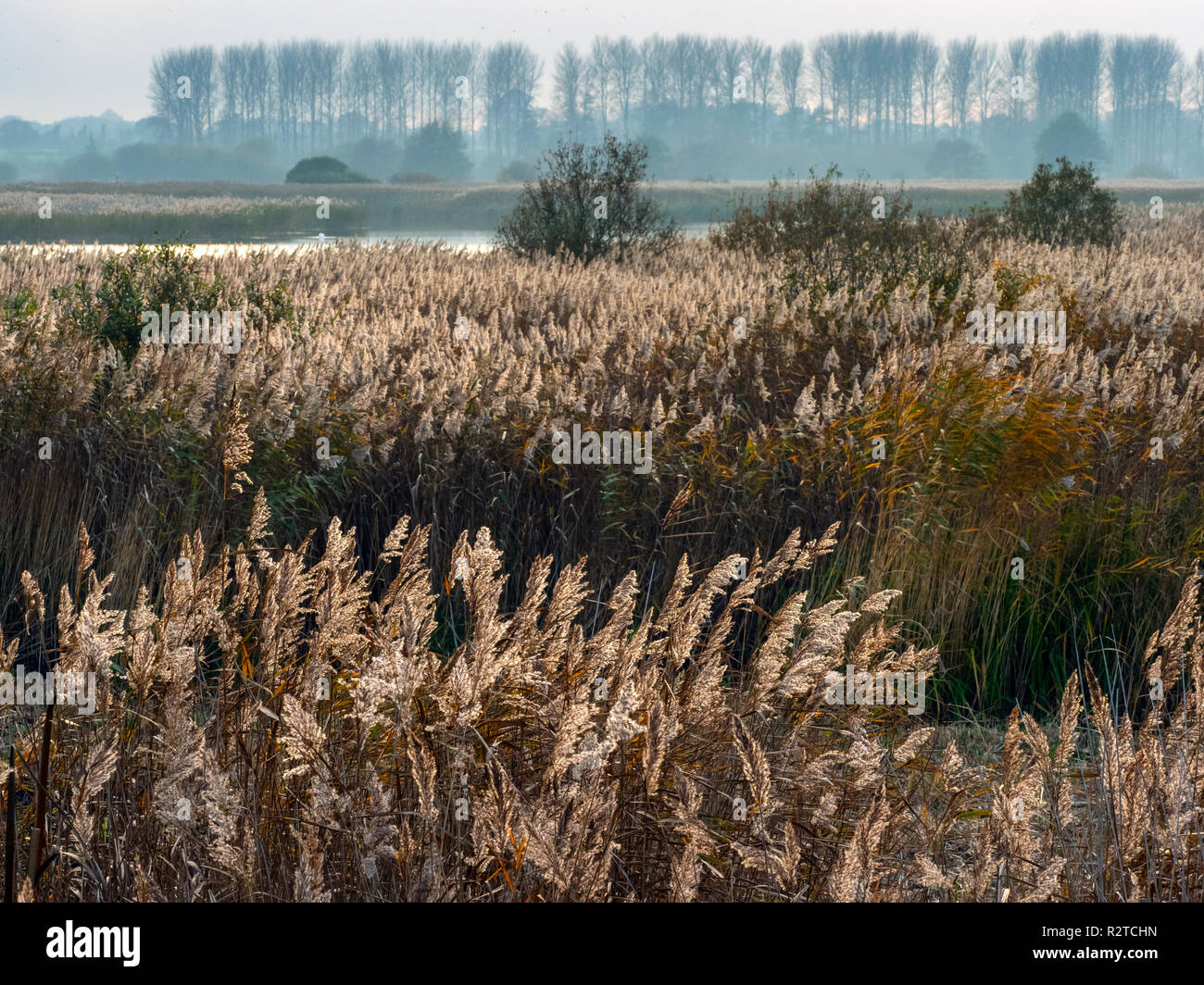 RSPB Minsmere Suffolk buchen Winter Blick Stockfoto