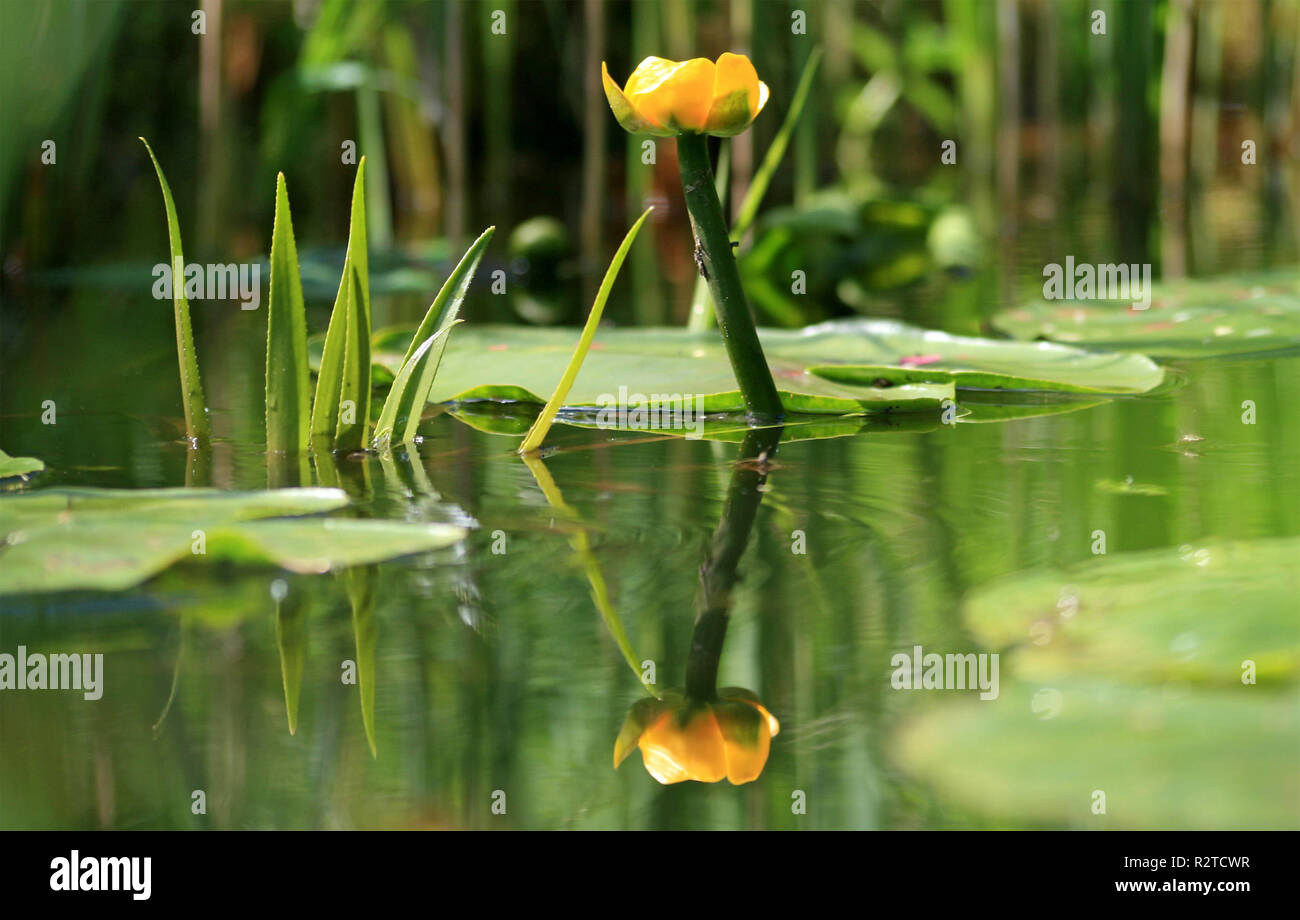 Gelbes teichmummel Stockfotos und bilder Kaufen Alamy