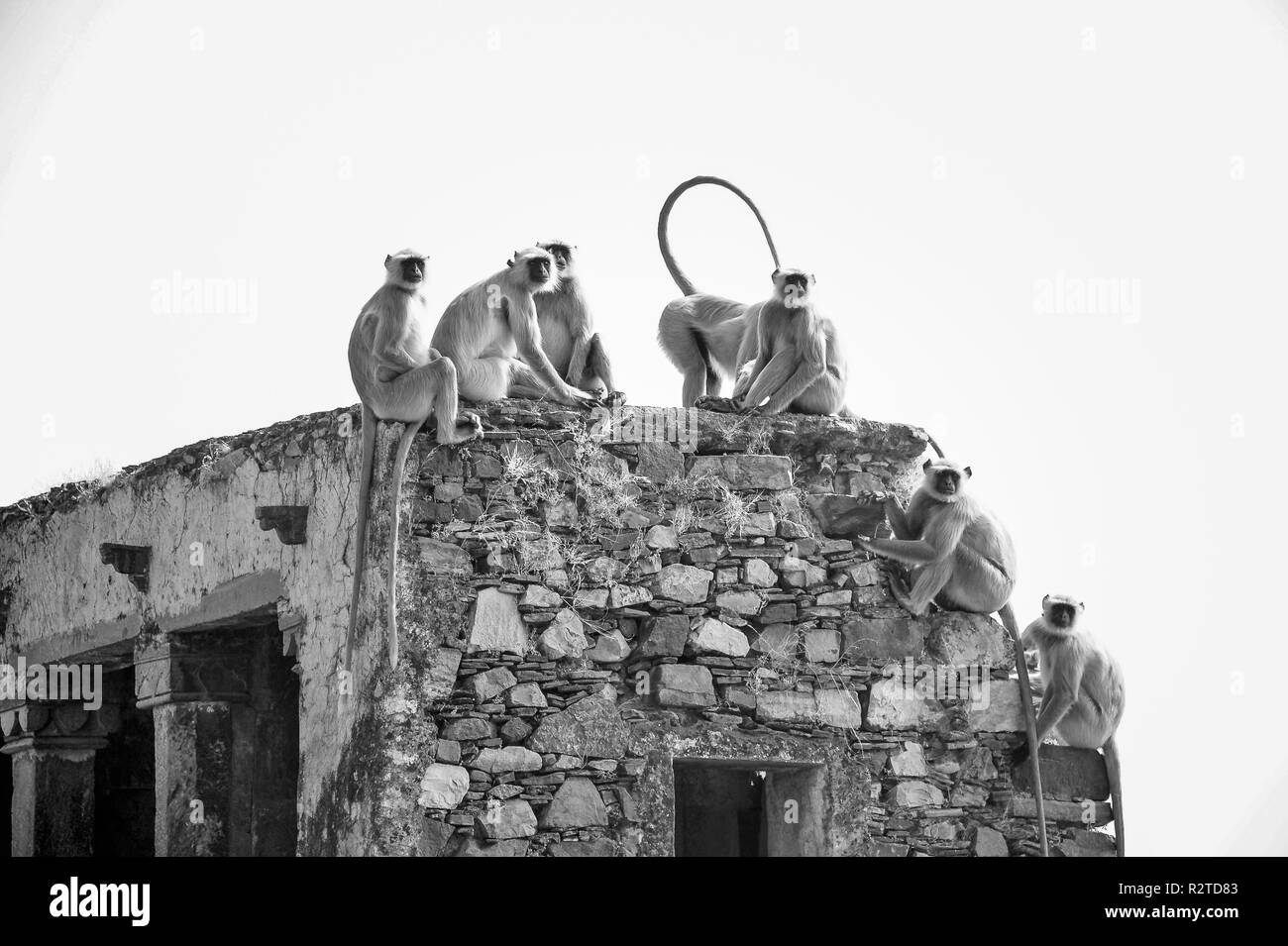 Grau Langurs oder Hanuman Langur Affen (Semnopithecus Entellus) Schwarz & Weiß Porträt einer Familie troup sitzen auf der Oberseite eines zerstörten Gebäude Stockfoto