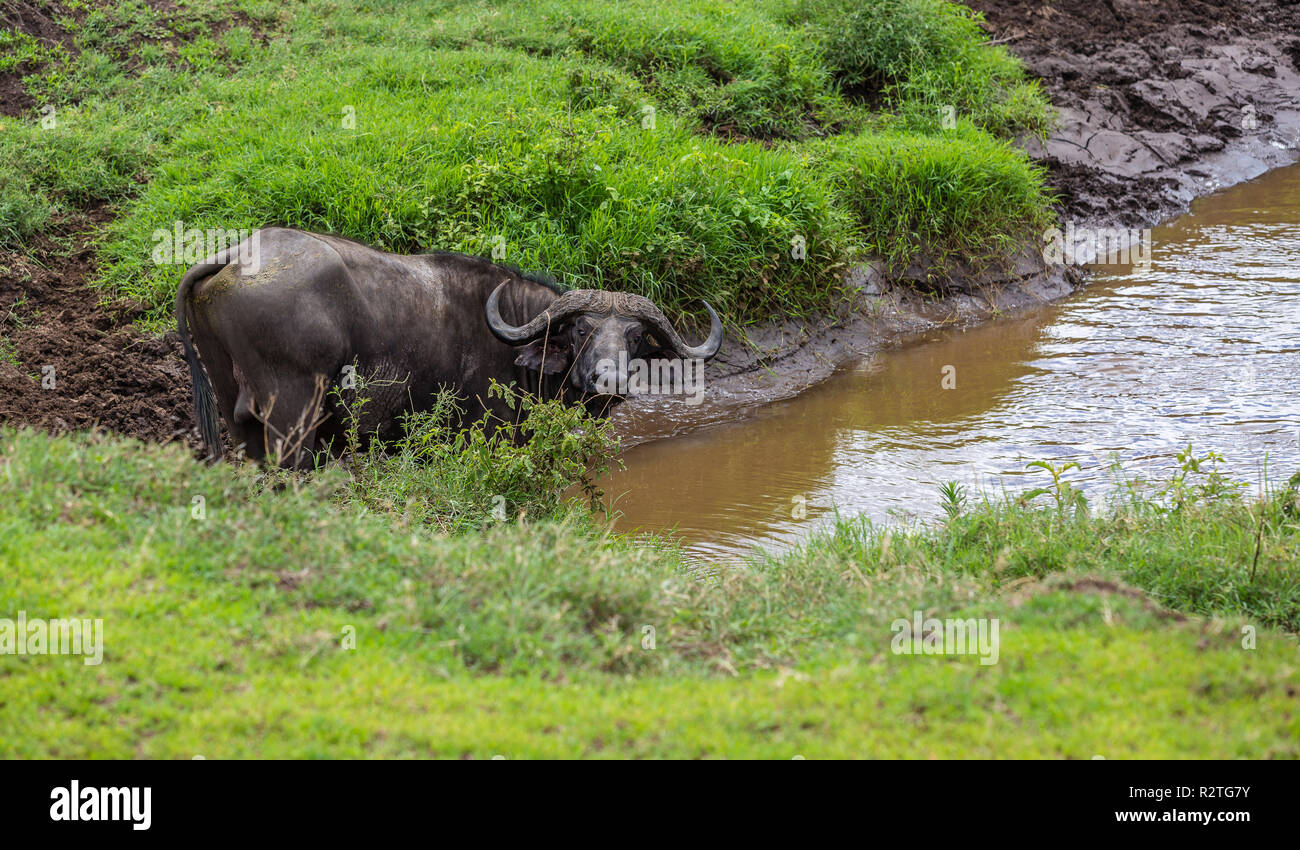 Büffel im Ngorongoro Krater, Tansania Stockfoto