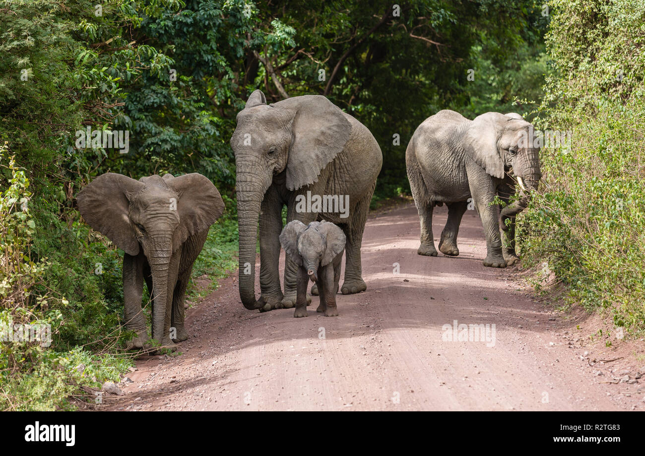 Elefanten im Lake Manyara, Tansania Stockfoto