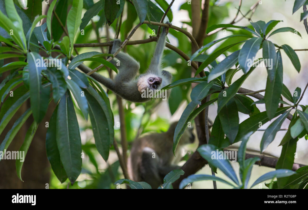 Affe in Lake Manyara, Tansania Stockfoto